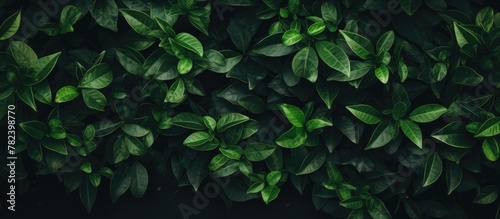 Green plant close-up photo