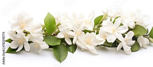 White blossoms and green le...