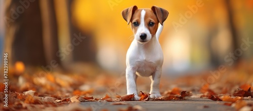 Dog Stands Among Autumn Leaves on Path