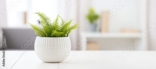 Beautiful fern in pot on light blurred background. Cozy home decor. Home garden, house plant. Nephrolepis exaltata, Boston fern, Green Lady. Banner with copy space photo