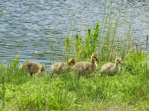Baby Canadian geese, goslings enjoying a beautiful spring day within the wetlands of the Bombay Hook National Wildlife Refuge, Kent County, Delaware. © Scenic Corner