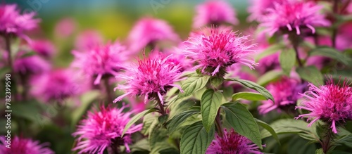 Pink flowers close-up with green leaves photo