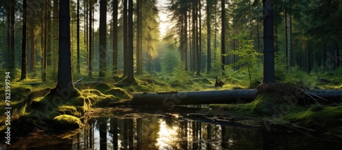 A serene stream flowing thr...