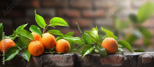 Oranges growing on brick wall