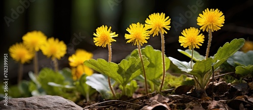 Yellow flowers bloom in woo...