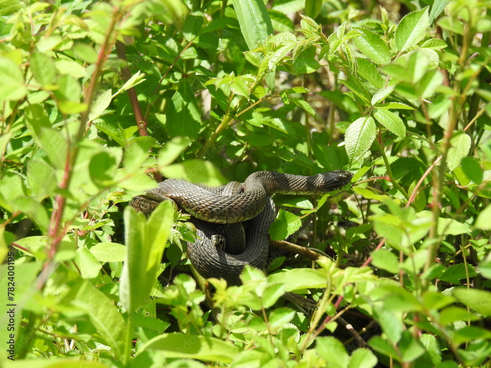 A northern water snake coiled within the green wetland foliage waiting to ambush prey. Bombay Hook National Wildlife Refuge, Kent County, Delaware. A northern water snake coiled within the green wetland foliage waiting to ambush prey. Bombay Hook National Wildlife Refuge, Kent County, Delaware.