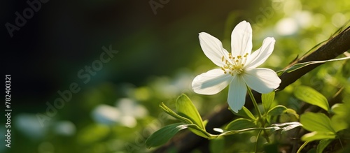 White flower grows amid lus...