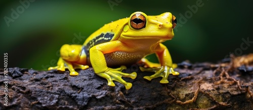 Yellow frog perched on tree branch © vxnaghiyev