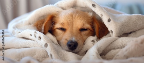 Dog sleeps cozy under blank...