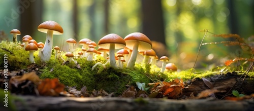 Mushrooms growing on mossy ...