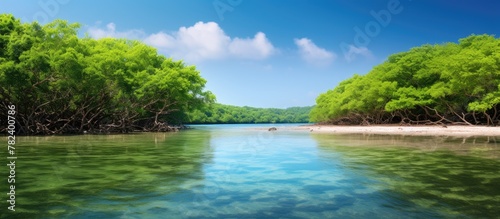 River with Trees and Sand, Mangroves in Green Water