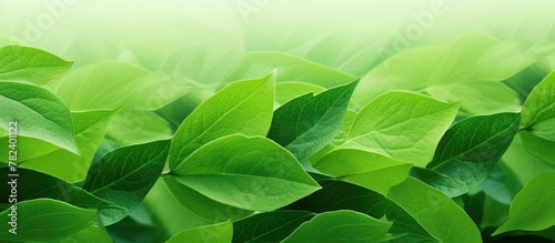 Green leaves cluster on plant