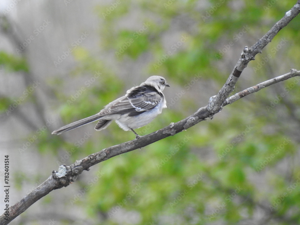 A northern mockingbird perched, with it's feathers blowing in the wind. Bombay Hook National Wildlife Refuge, Kent County, Delaware.   