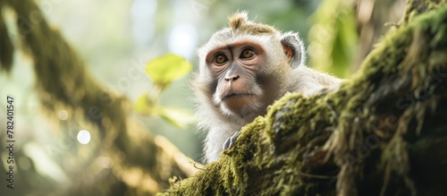 Monkey on tree branch in lu...