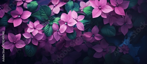 Purple flowers and green leaves against dark backdrop