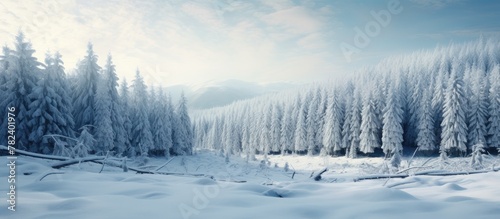 Majestic winter forest scene