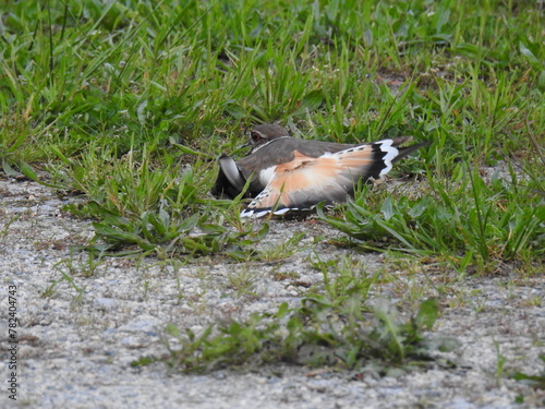 A mother killdeer playing like she is injured, as a distraction to lure predators away from her babies. Bombay Hook National Wildlife Refuge, Kent County, Delaware. photo