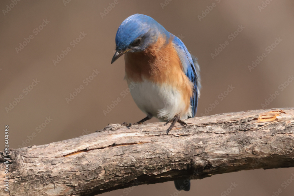 Male Bluebird on branch or checking out new nesting box