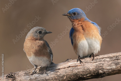 Male and Female Bluebird in early spring