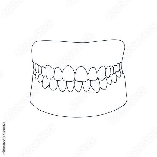 Human jaw outline filled white. Vector illustration.