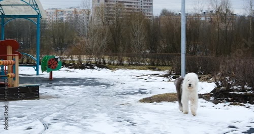 A fluffy dog Bobtail dog walks in the snow in the park. Slow motion. 4k video.