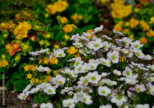 białe kwiaty skalnicy na óżltym tle, biała skalnica i żółte pierwiosnki, rózowa skalnica Arendsa, Saxifraga × arendsii, Arends' white saxifrage, Saxifraga cespitosa Arends blooms in the garden,  photo