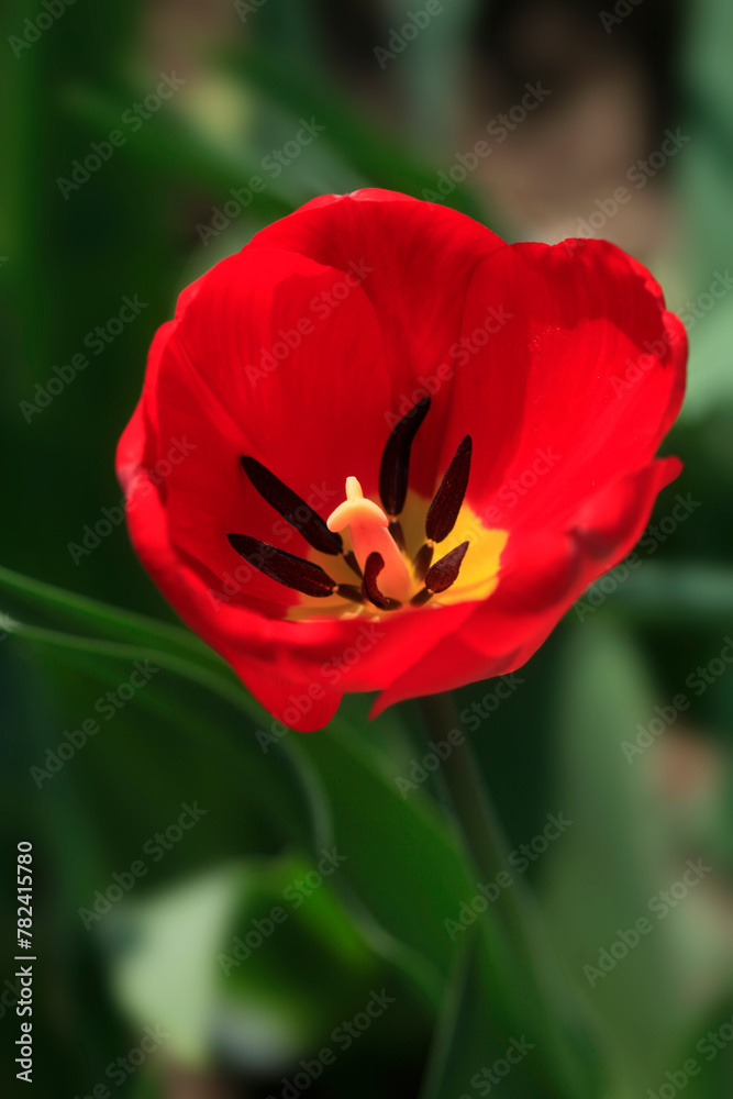 Colorful spring blossom on nature background Colorful spring blossom on nature background
