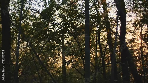 Sunlight shines through the trees, beautiful nature.