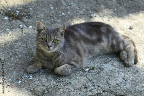 Fototapeta Naklejka Na Ścianę i Meble -  Portrait of cute street cat