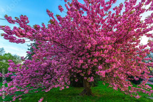 Drzewo kwitnącej Japońskiej Wiśni. Drzewo pełne różowych kwiatów stojące na miejskim trawniku w centrum miasta photo