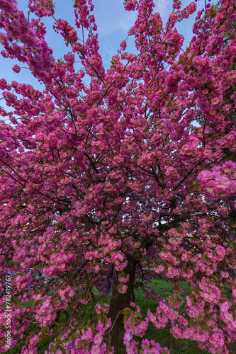 Sakura, drzewo kwitnącej Japońskiej Wiśni. Drzewo pełne różowych kwiatów stojące na miejskim trawniku w centrum miasta