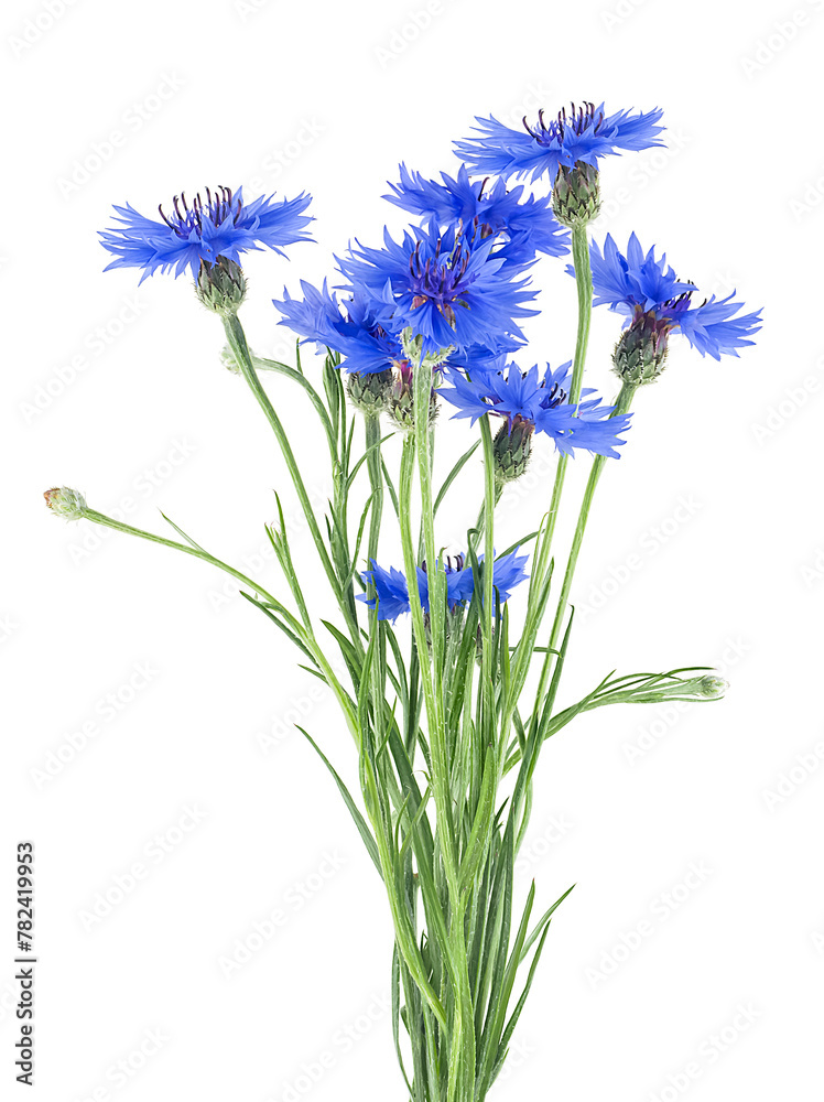 Naklejka premium Bouquet of blue cornflowers isolated on a white background. Flowers of knapweed, Centaurea cyanus.