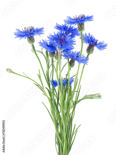 Bouquet of blue cornflowers isolated on a white background. Flowers of knapweed  Centaurea cyanus.
