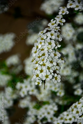 kwitnąca wiosną tawuła szara odmiany Grefsheim, Spiraea cinerea, Spiraea cinerea grefsheim bloom in garden closeup, Flowers spiraea cinerea Grefsheim
 photo