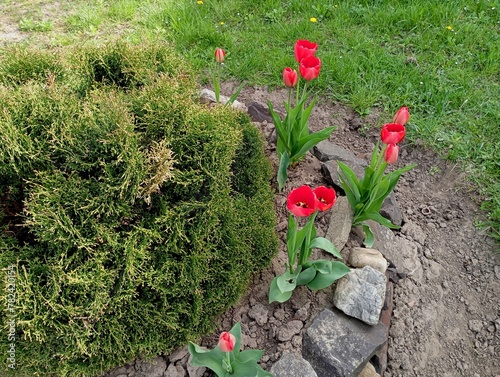 A beautiful flower bed laid out of stones in which a decorative tree grows, around which bright red tulips are planted. Opening red tulip buds. The topic of flowers and yard improvement. photo