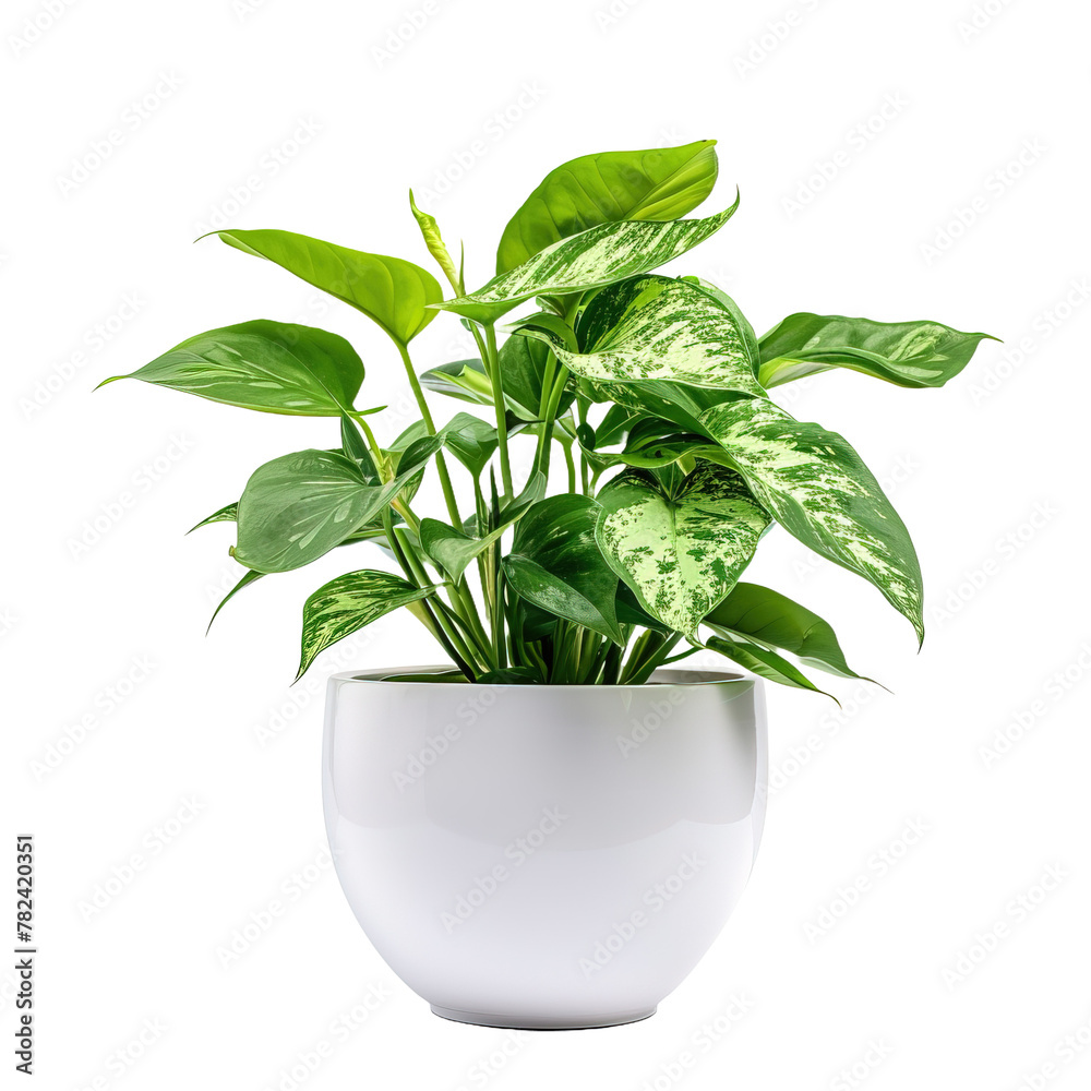 Ornamental plants in white pot on white background,png Ornamental plants in white pot on white background,png