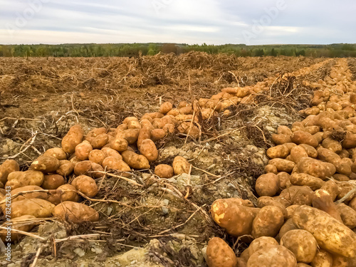 Obraz na płótnie Russet processing potatoes windrowed in furrows in the field