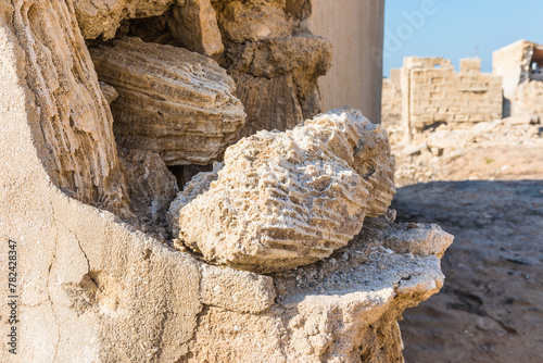 Background of coral from a local reef and dried on the beach. Ras Al Khaimah, UAE.  Selective focus photo