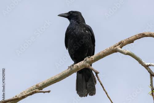 Focus on a black Carrion crow sitting on a branch in a tree.