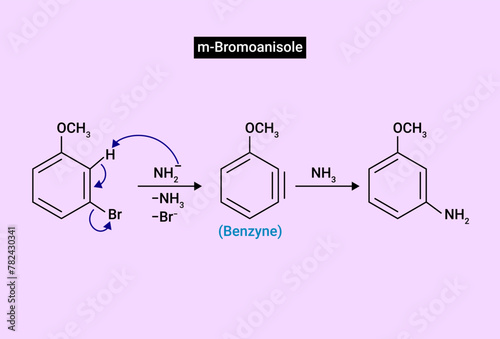 m-Bromoanisole gives only the respective meta substitued aniline