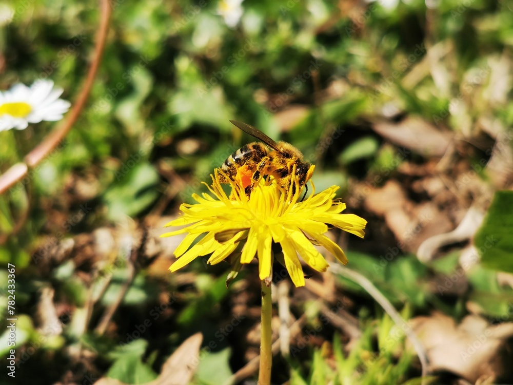 Honey bee on yellow dandelion flower Honey bee on yellow dandelion flower