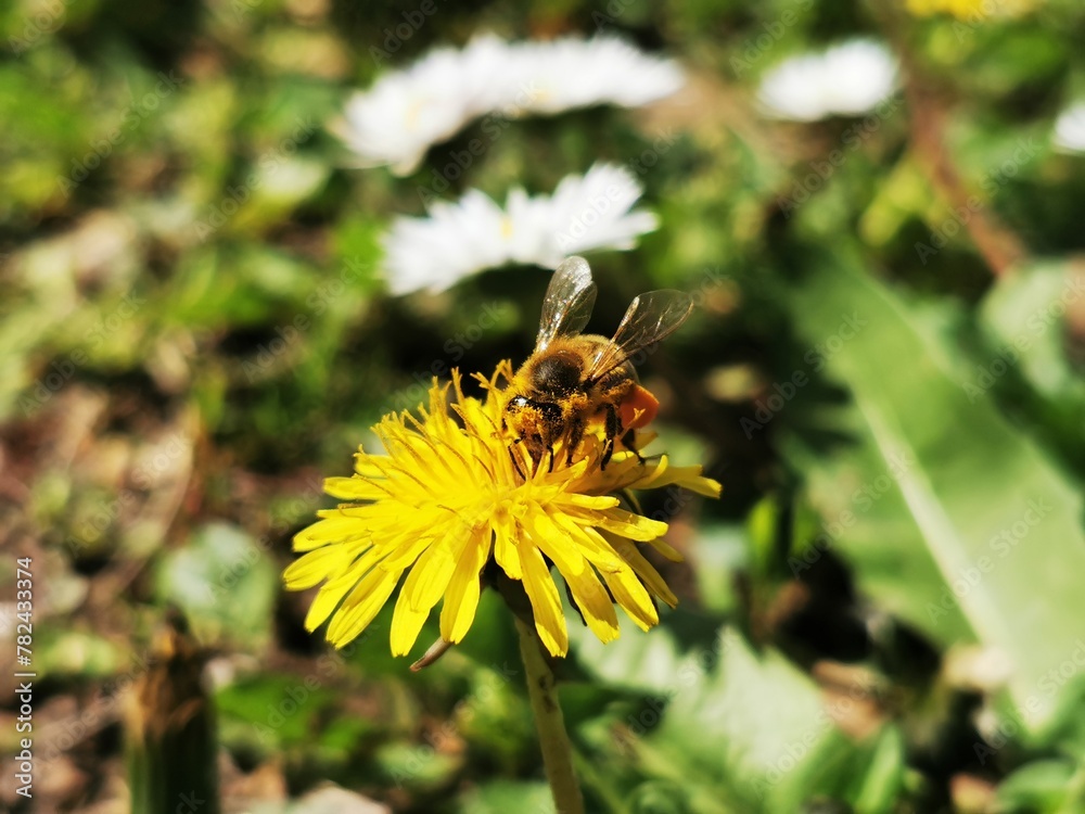 Honey bee on yellow dandelion flower Honey bee on yellow dandelion flower