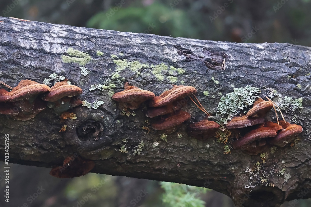 Inonotus rheades, commonly known as fox bracket fungus, wild polypore from Finland Inonotus rheades, commonly known as fox bracket fungus, wild polypore from Finland