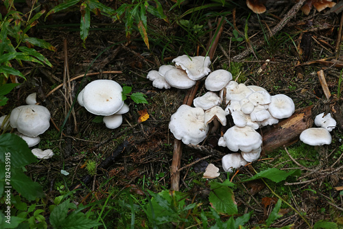 Lepista densifolia, also called Clitocybe densifolia, wild funnel cap mushroom from Finland, no common English name photo