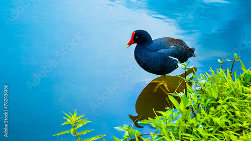 Solitary Black Duck with Red Bill on the Lake