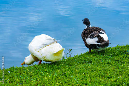 Two Ducks by the Lakeside: Tranquility in Nature