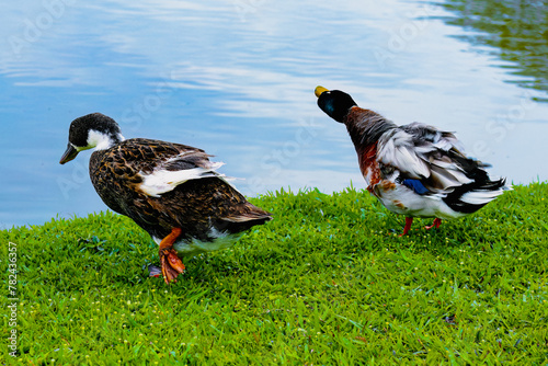 Two Ducks by the Lakeside: Tranquility in Nature