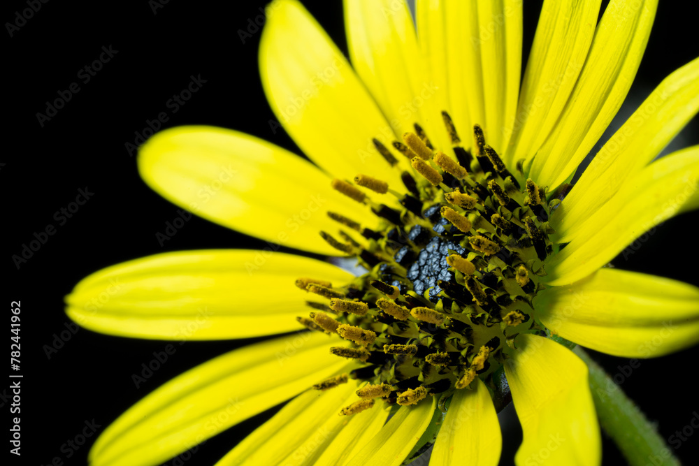 Photomacrography large flower detail yellow daisy petals and anthers with visible pollen. Photomacrography large flower detail yellow daisy petals and anthers with visible pollen.