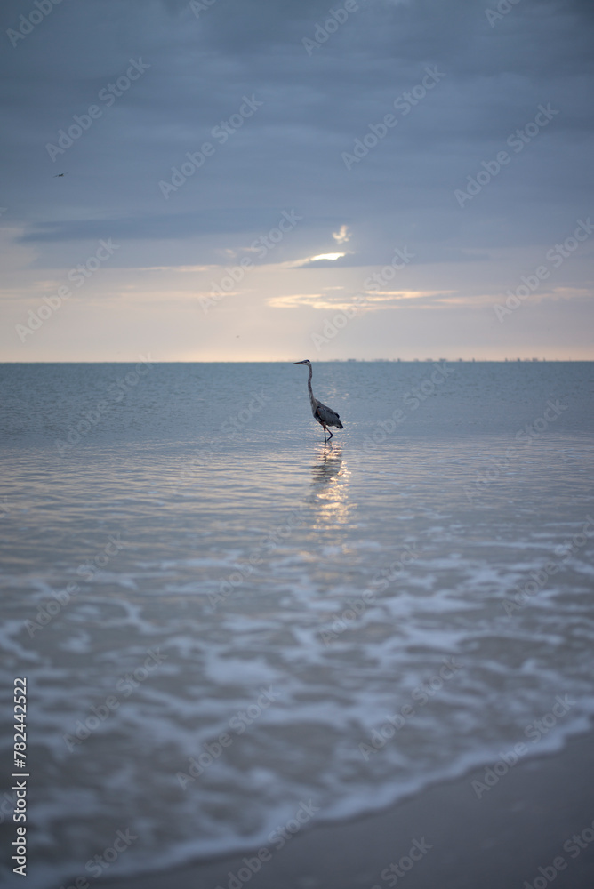 Naklejka premium Blue Heron in the sea