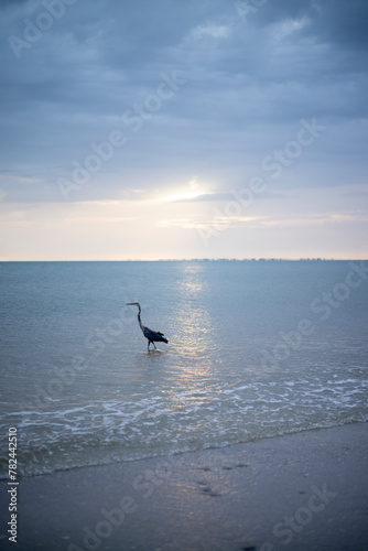 Heron at Sunset Bird
